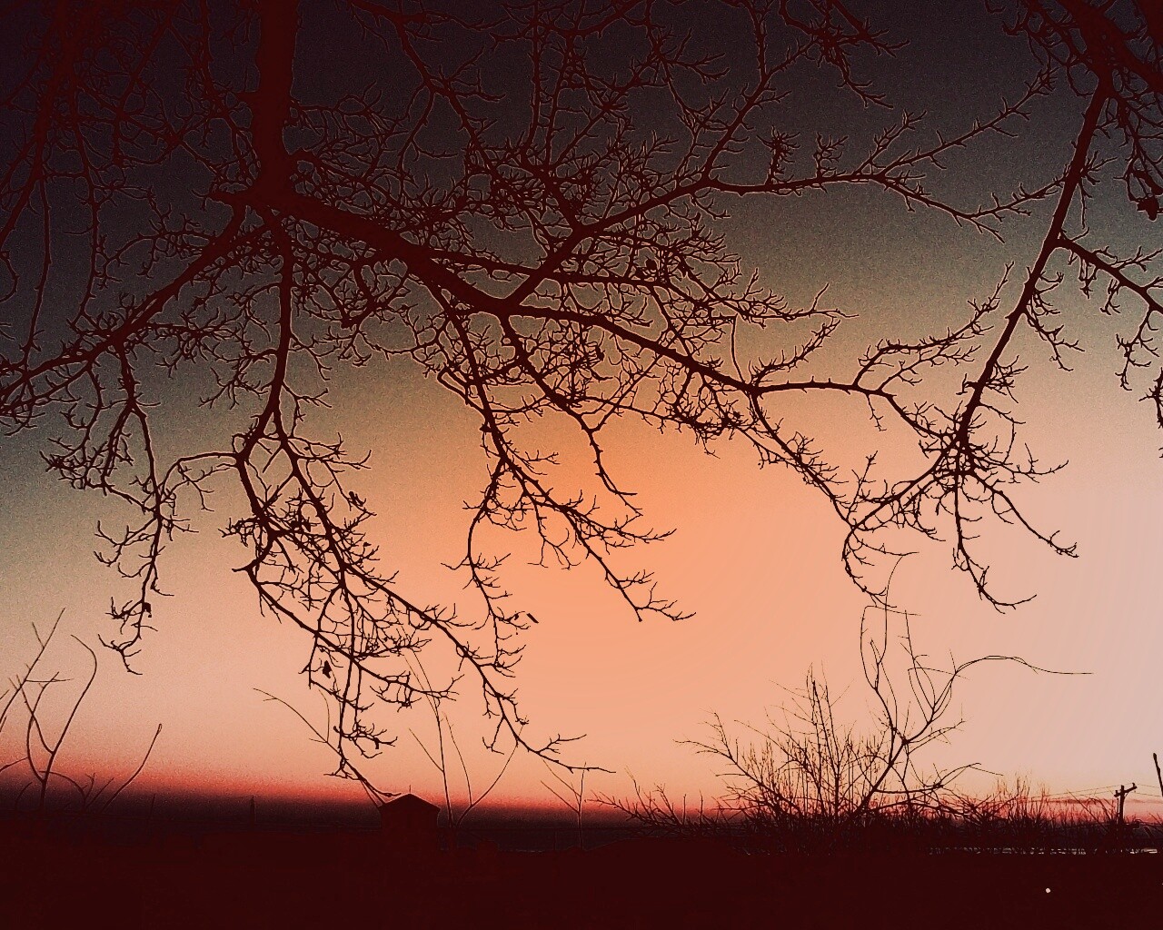 Закат сквозь ветки деревьев обои