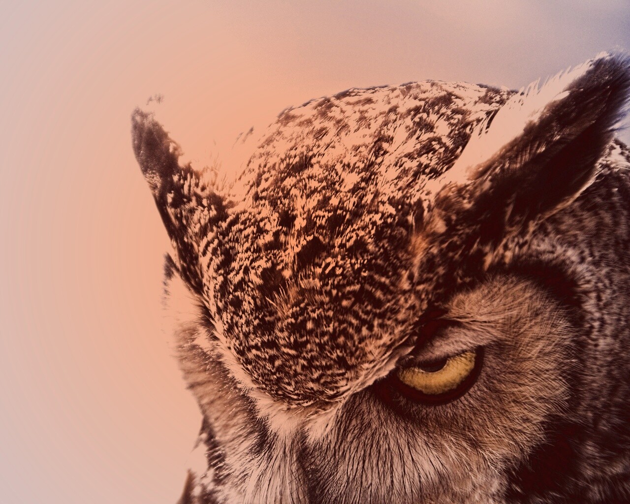 Злая сова обои