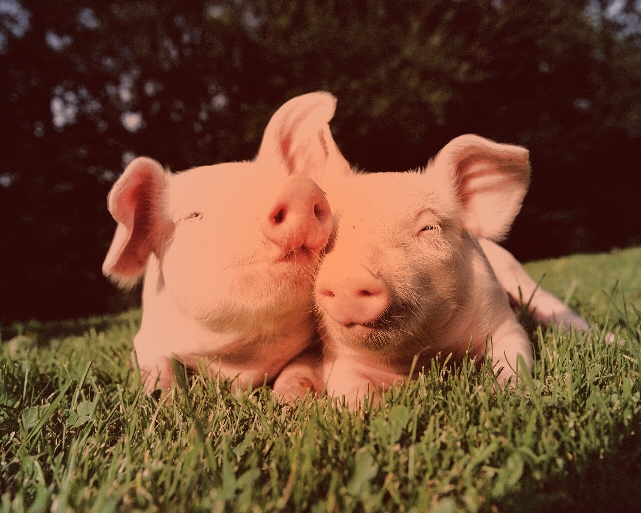 Два поросёнка обои