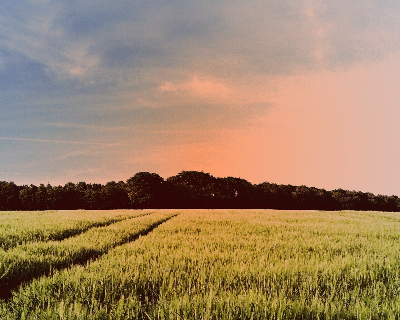 Следы колеи в поле обои