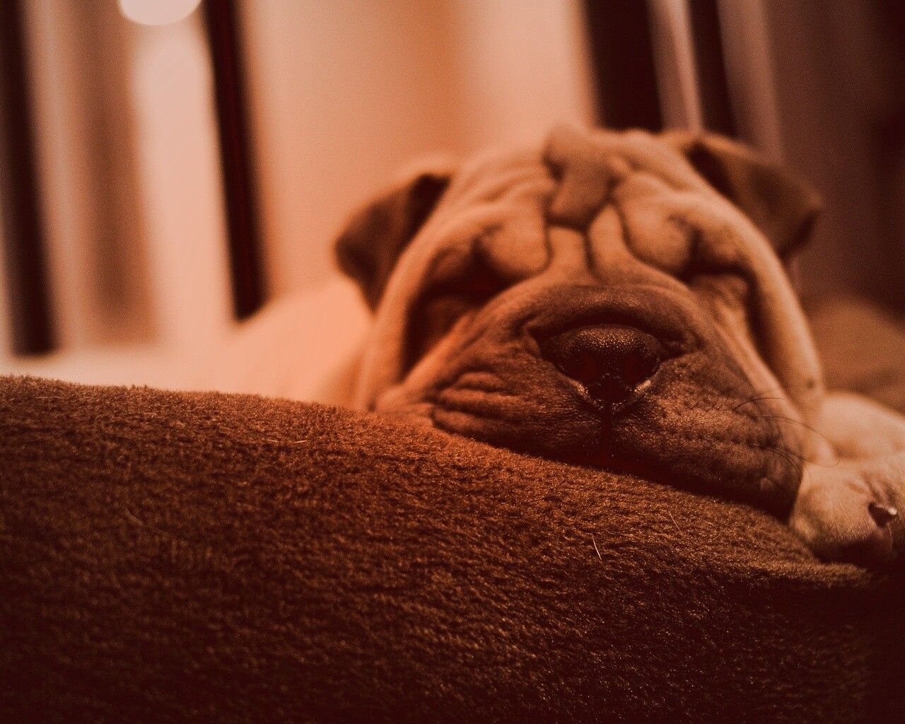 Щенок шарпея спит обои