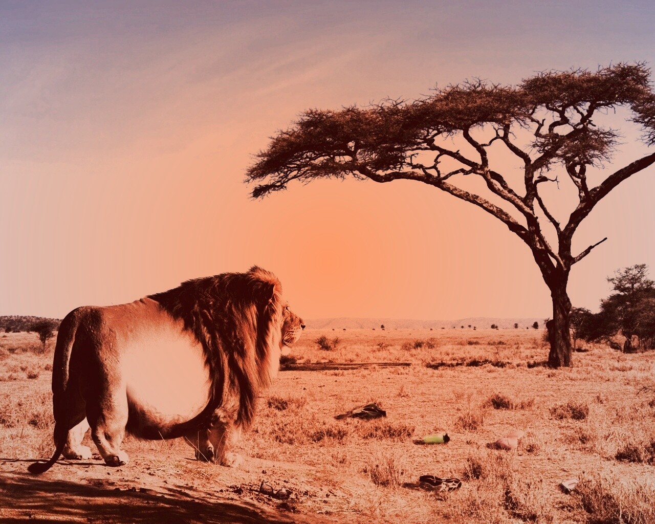 Толстый лев обои