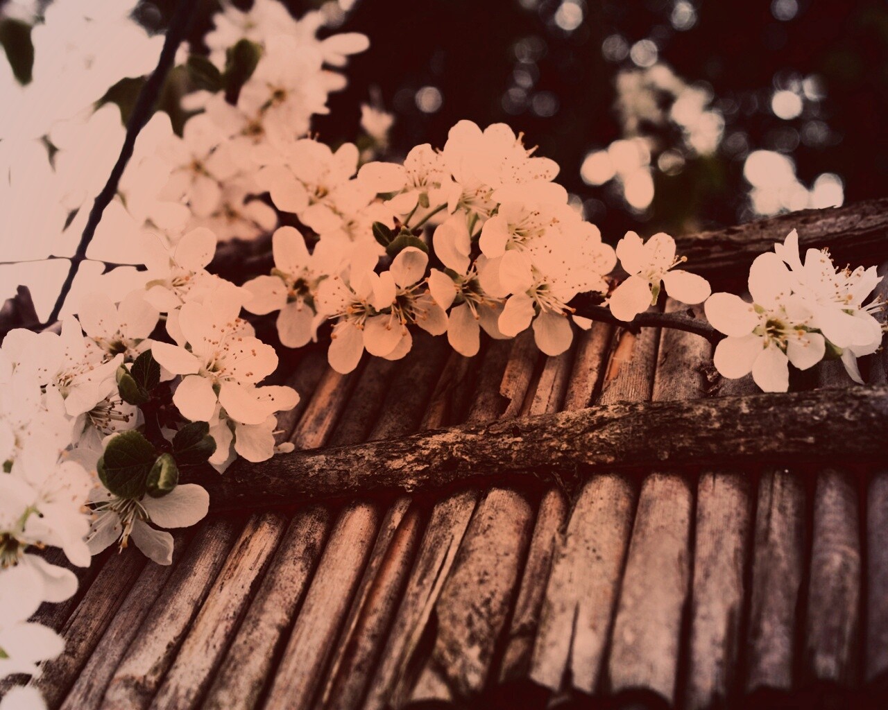 Веточка цветущей вишни обои