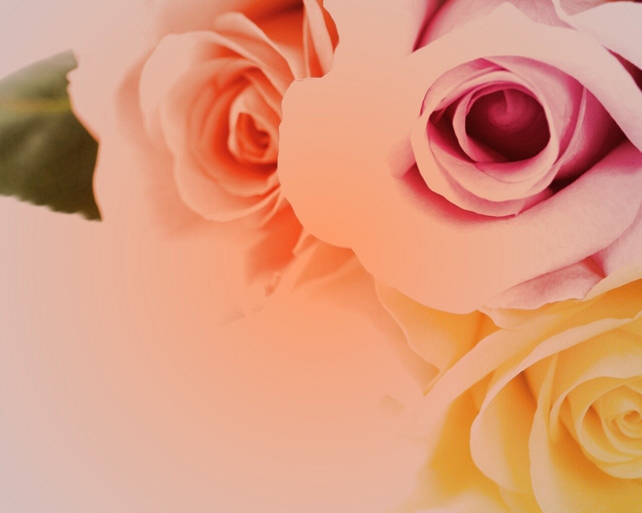 Букет разноцветных роз обои