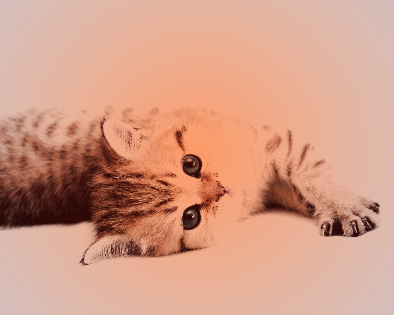 Рыжиый котенок с синим глазами обои