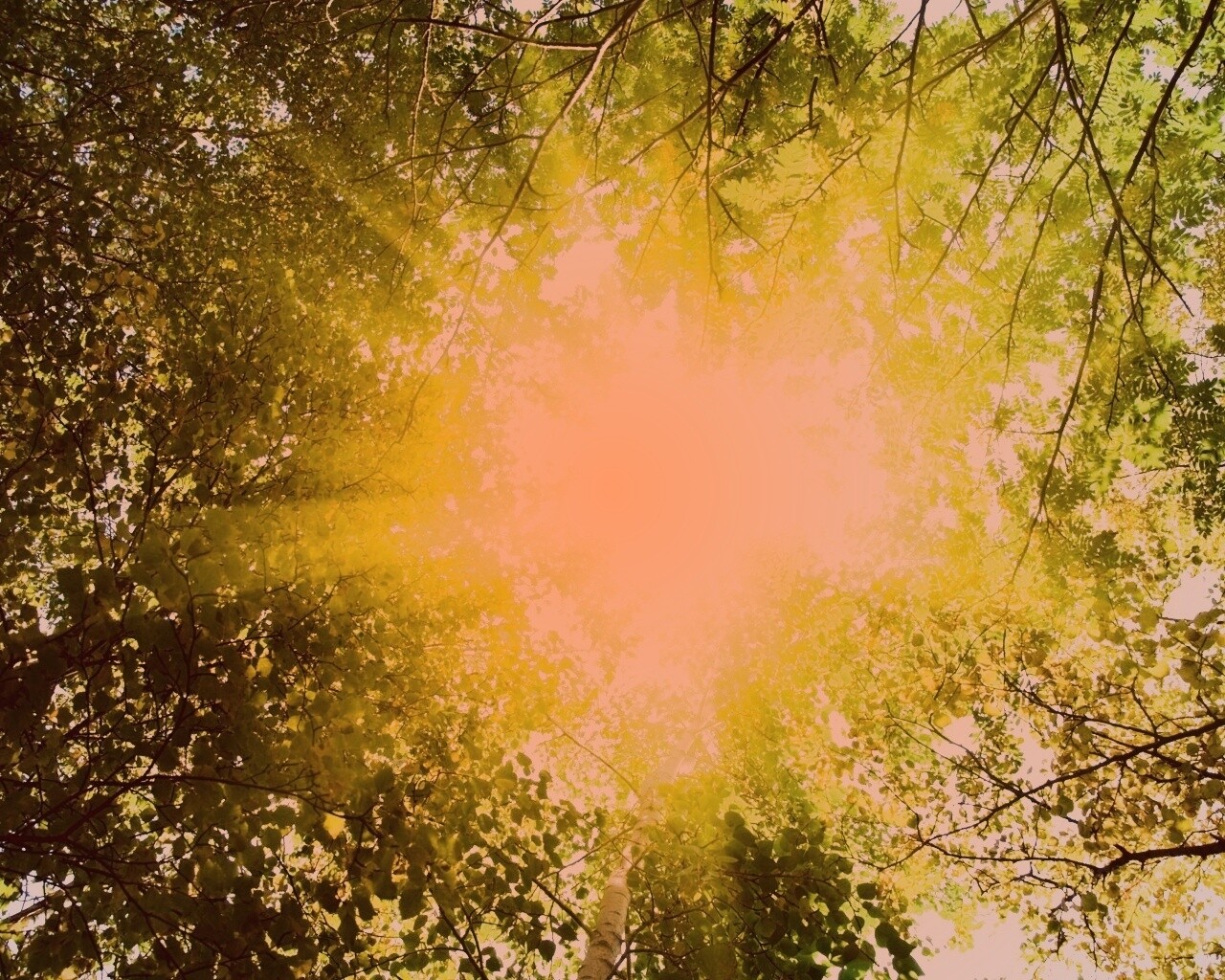 Яркий зеленоватый свет пробивающийся сквозь листву обои