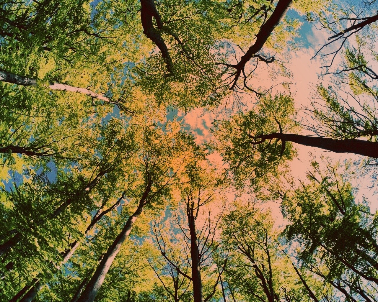 Кроны деревьев обои