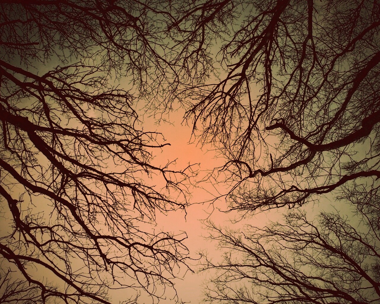 Голые кроны деревьев на фоне неба обои