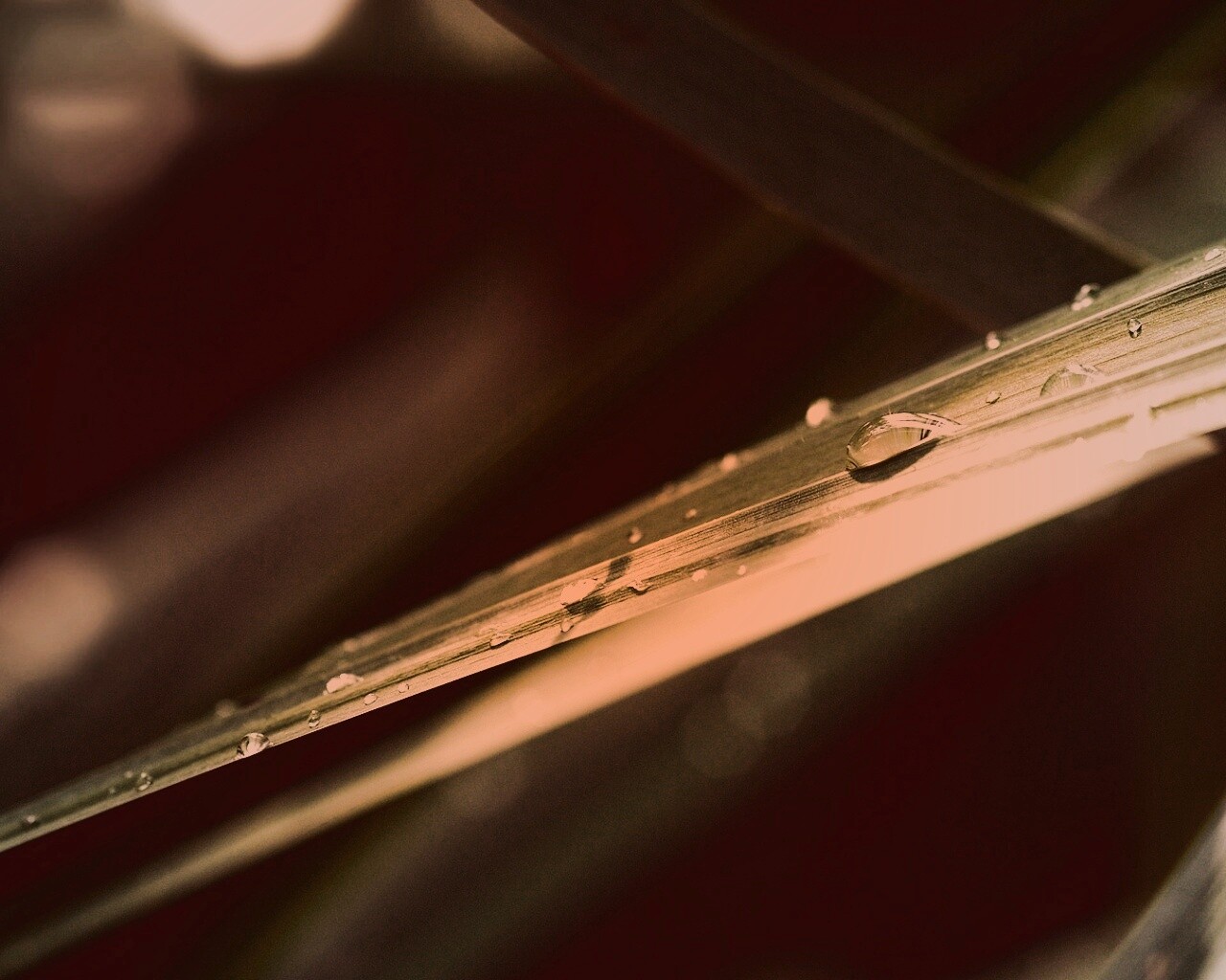 Капли росы на листе обои