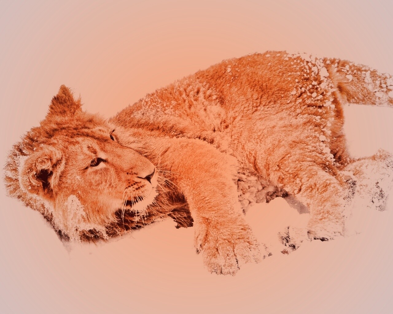 Львёнок в снегу обои