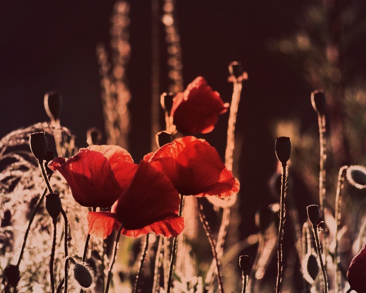 Макро фото мака обои