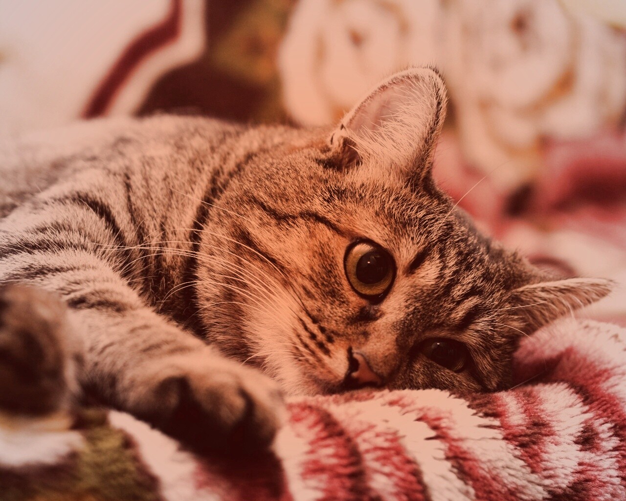 Полосатая кошка обои