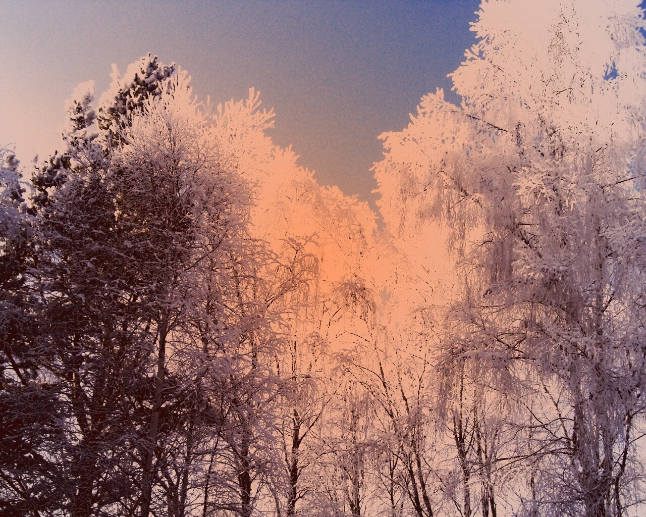 Замерзший лес обои