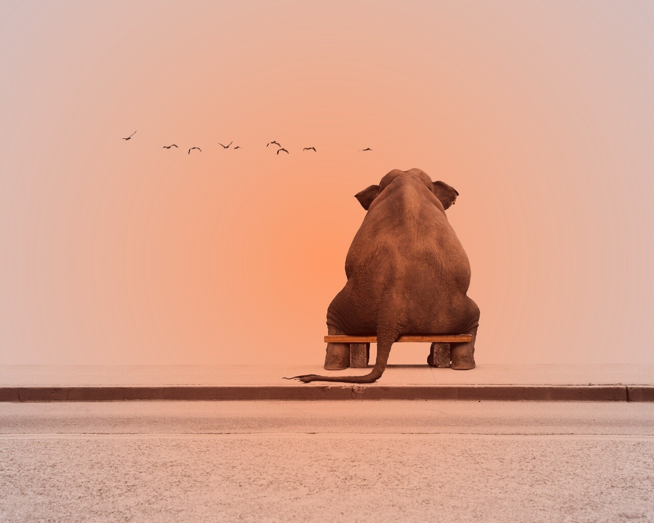 Слон на табуретке обои