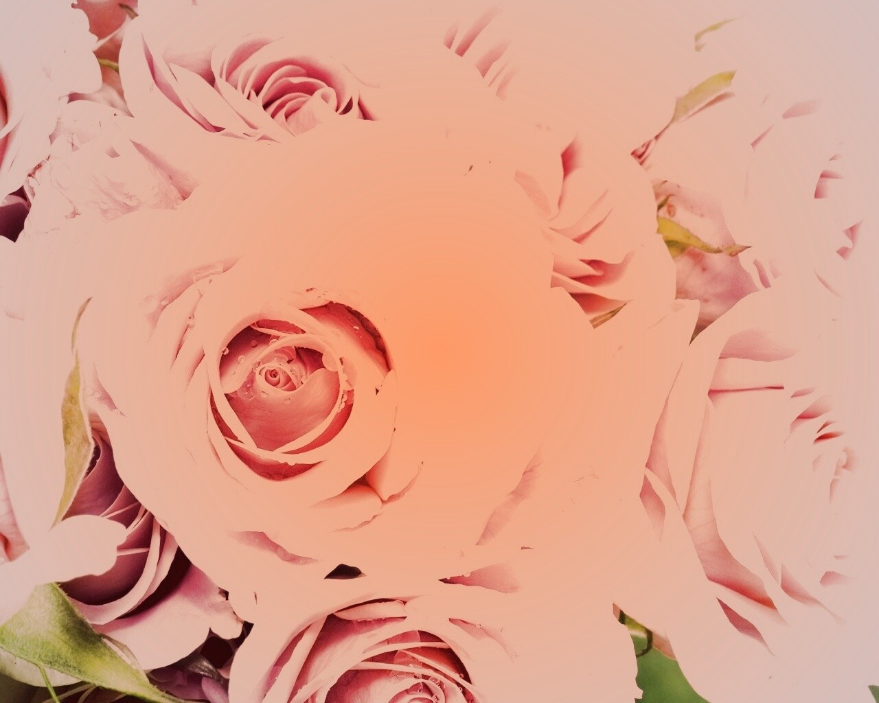 Букет розовых роз обои