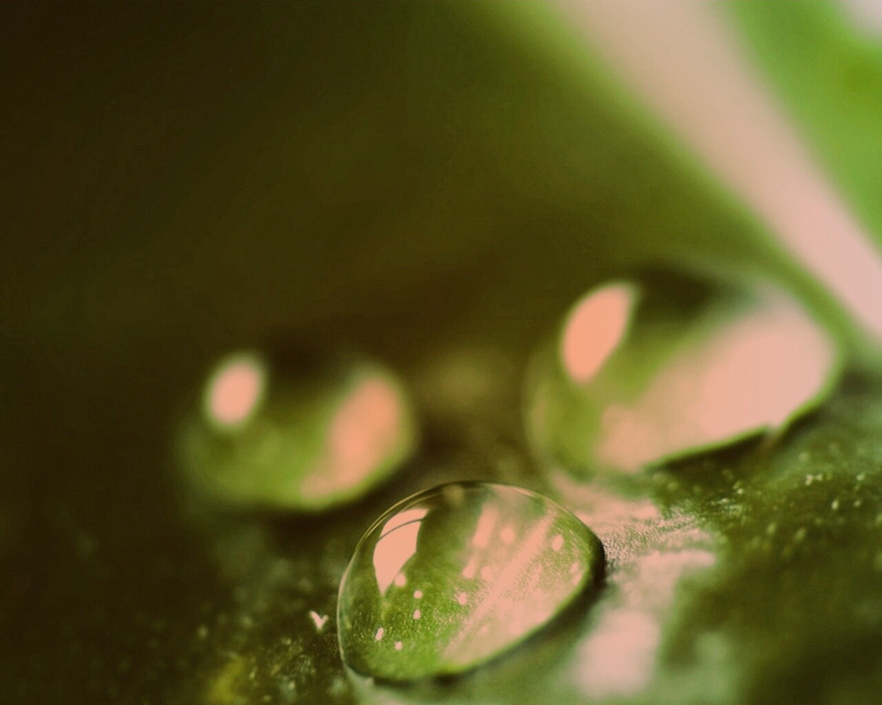 Зеленые капли росы обои