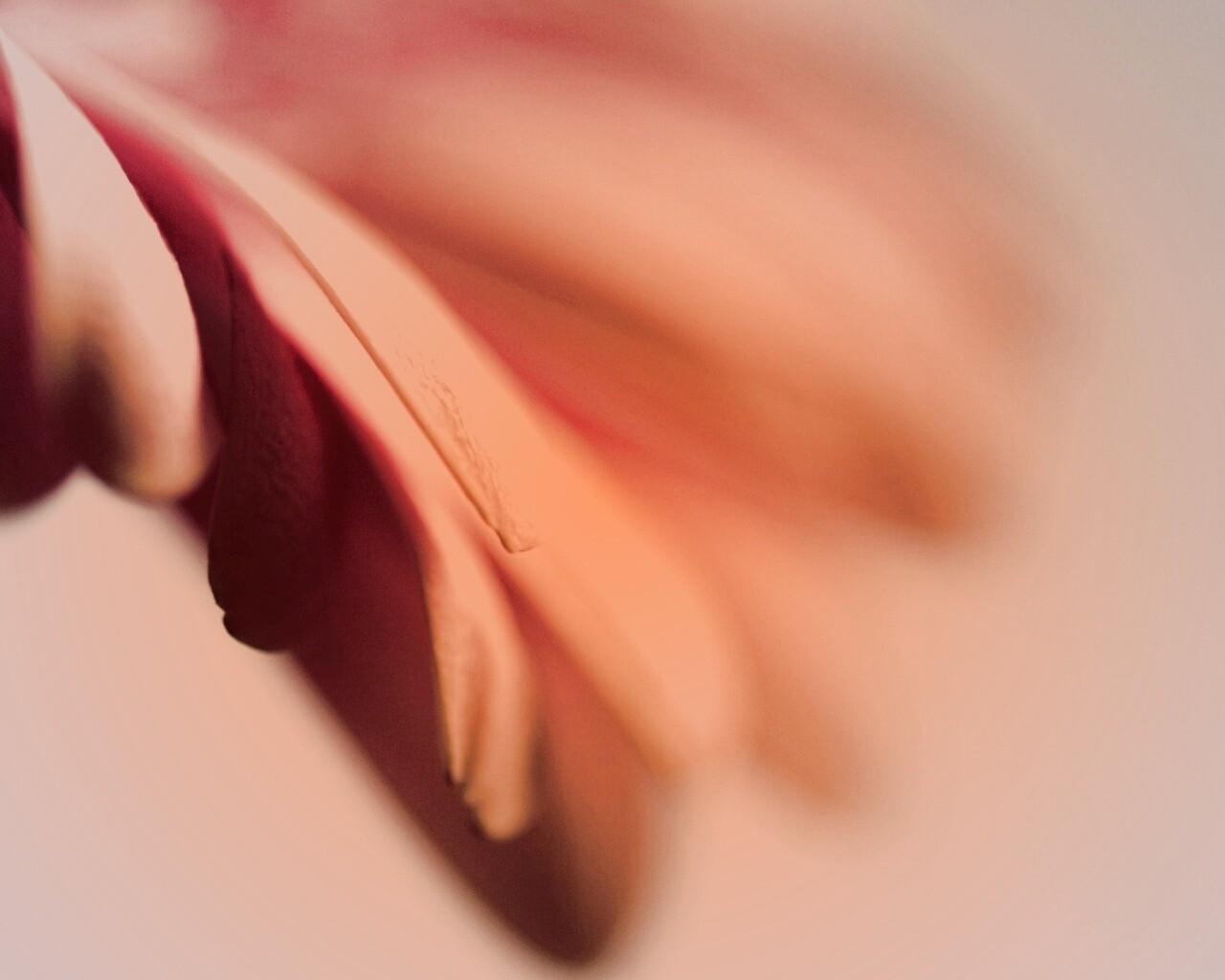 Лепестки цветка в макро обои