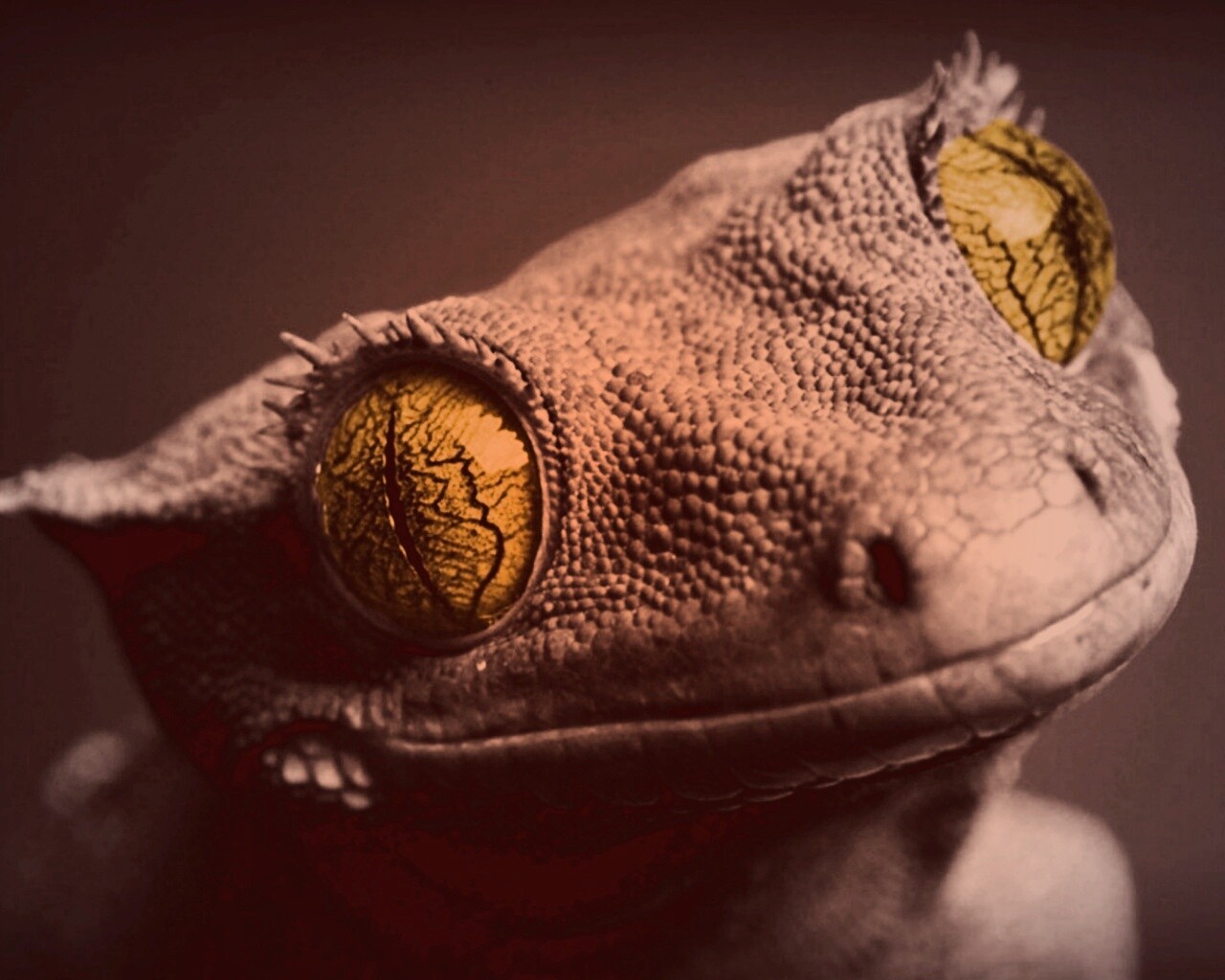 Ящерка обои