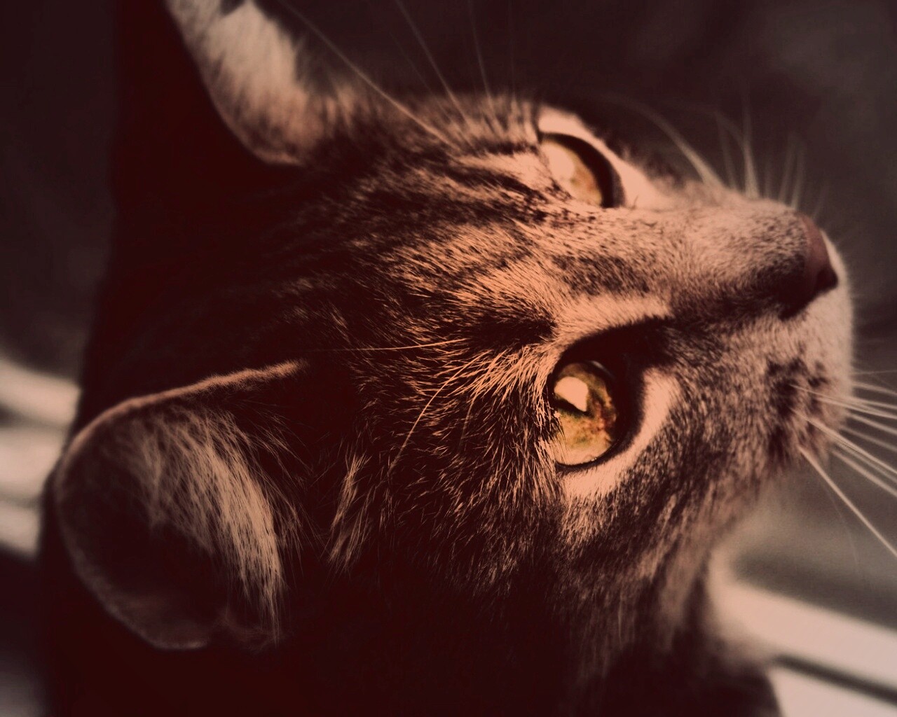 Кот с желтыми глазами обои