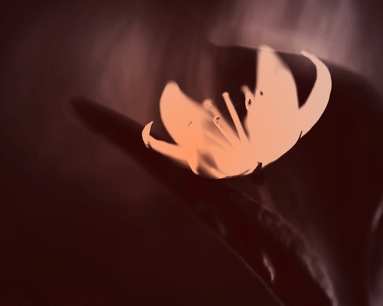 Белый цветок обои