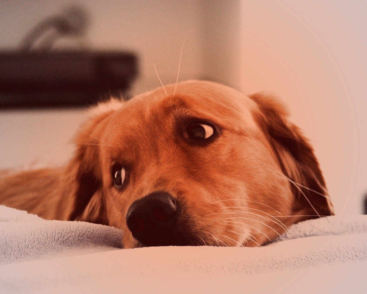 Лабрадор-ретривер обои