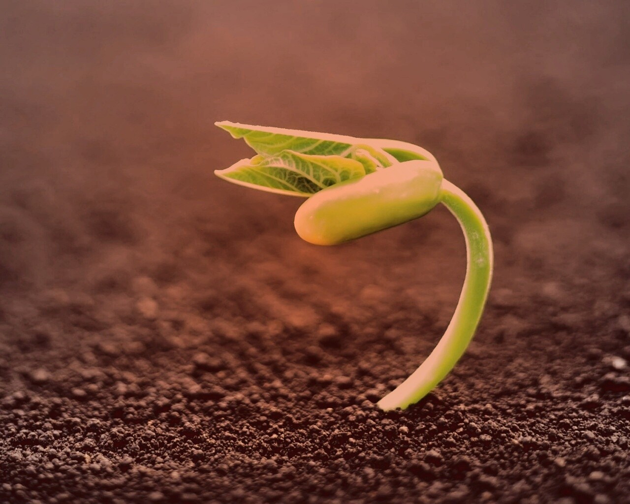 Макро фото зелёного росточка обои