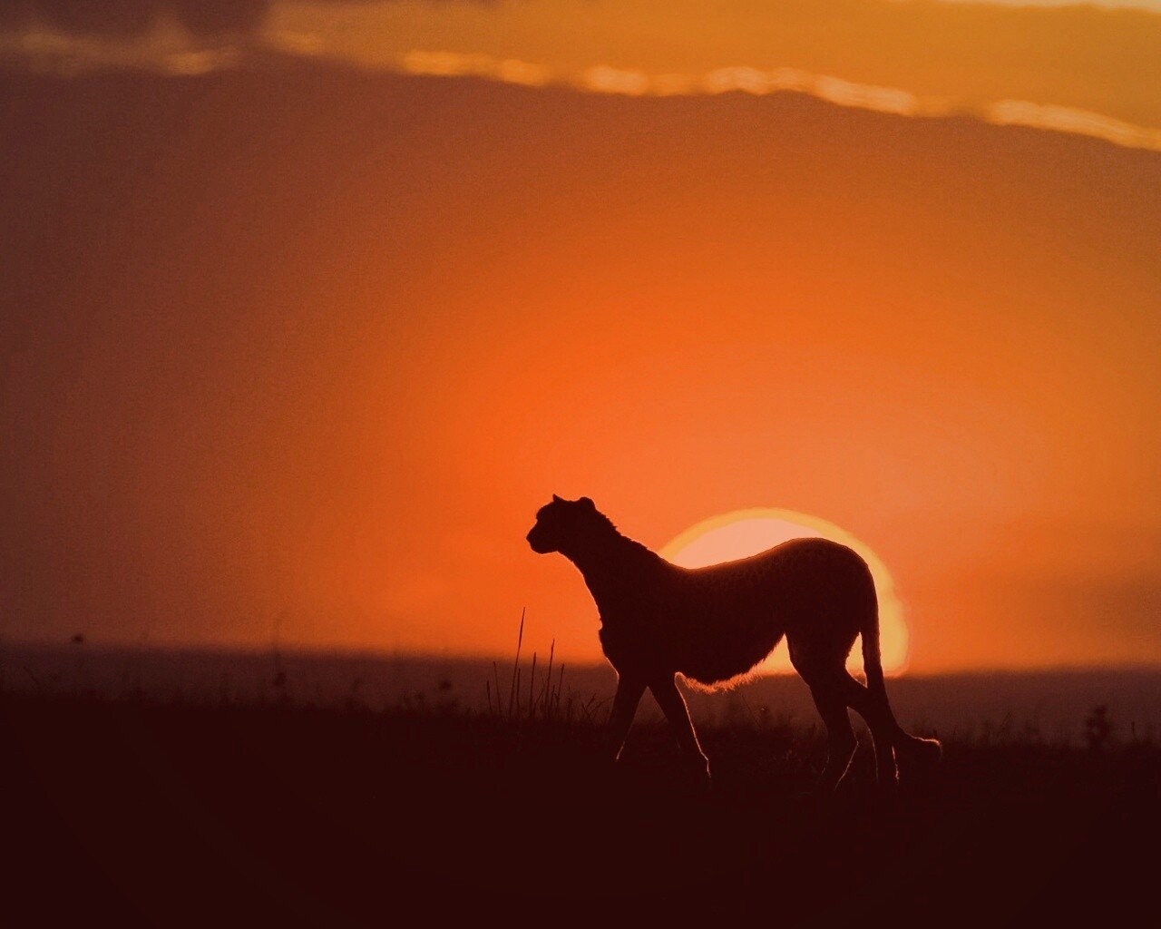 Гепард на закате обои