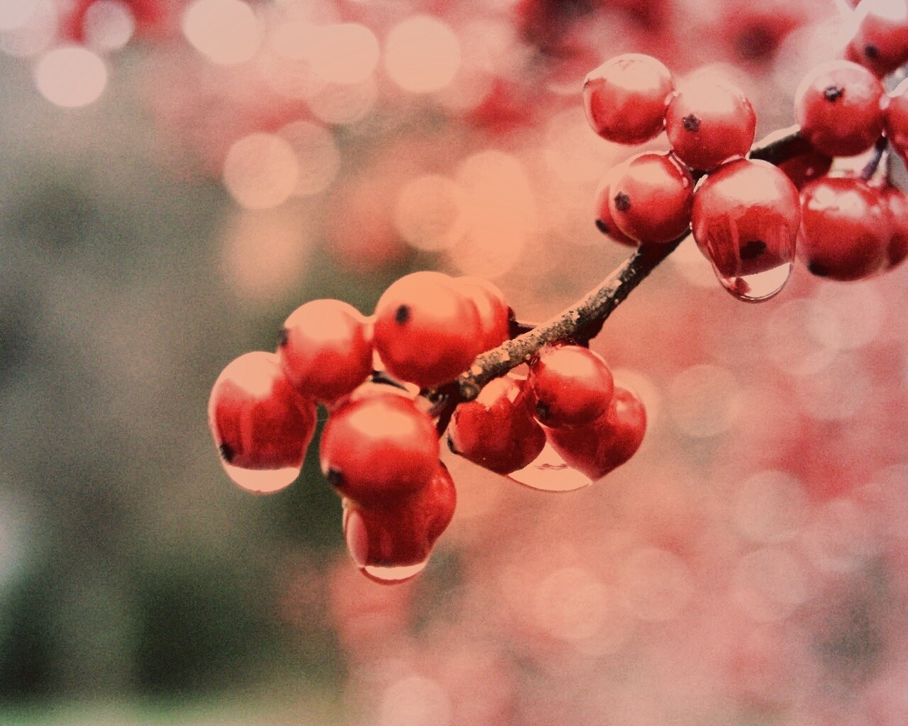 Капли росы на ягодах рябины обои