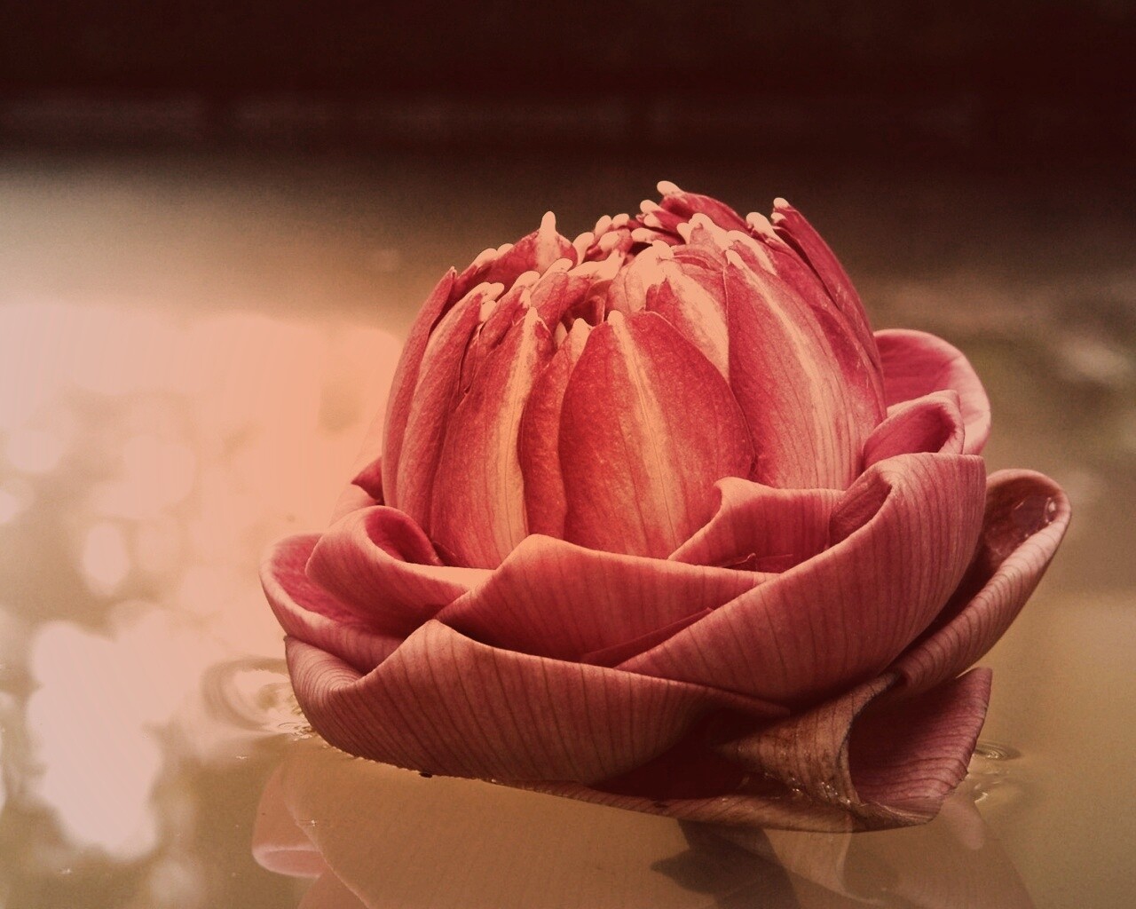 Водяной цветок обои