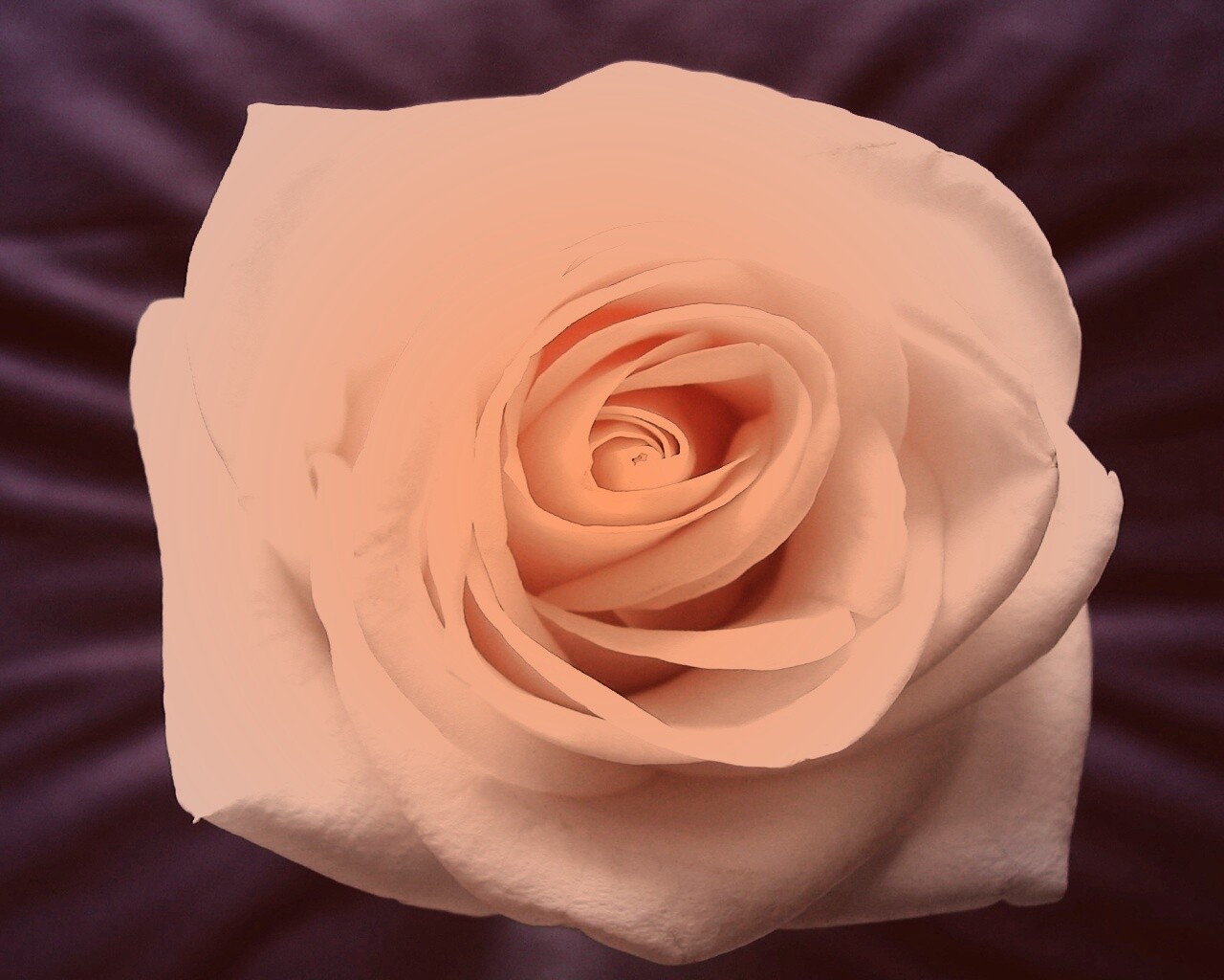 Белая роза на синей ткани обои