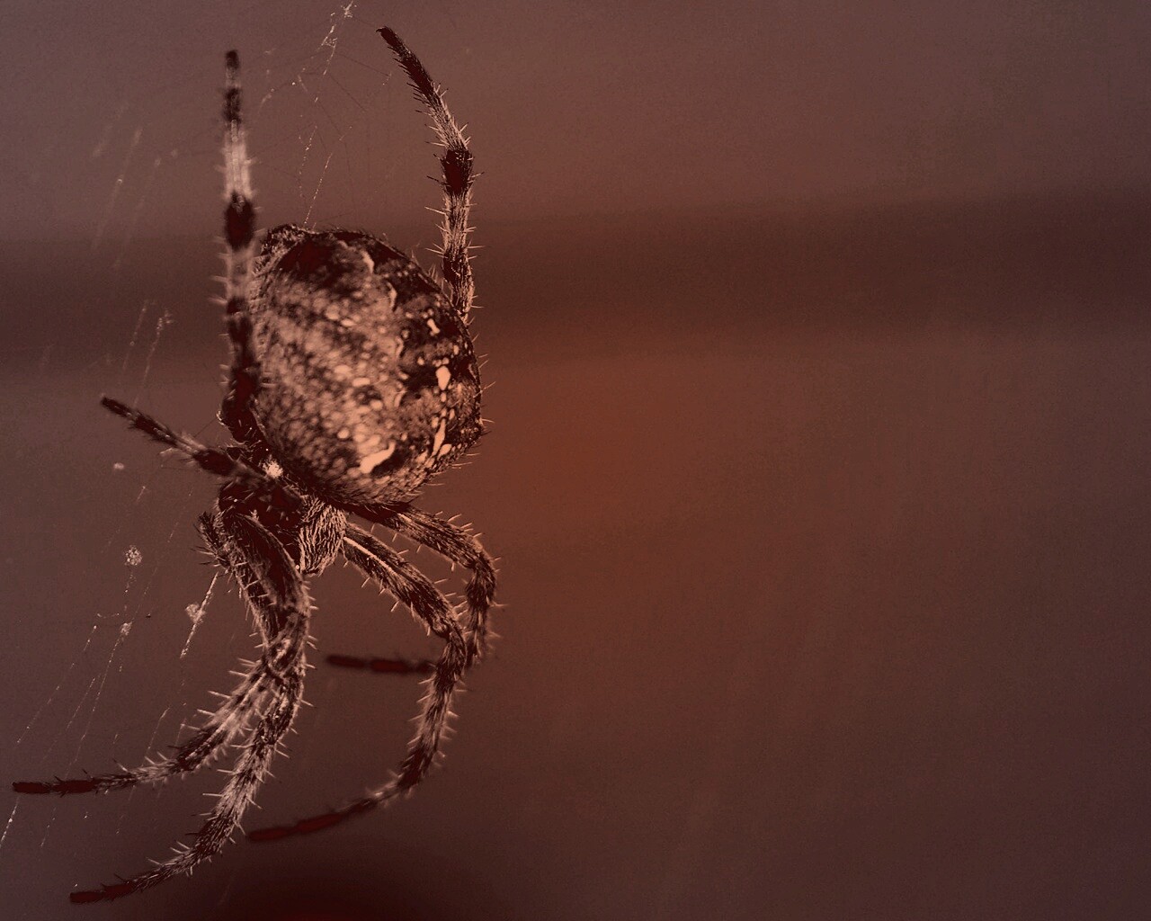 Паук обои