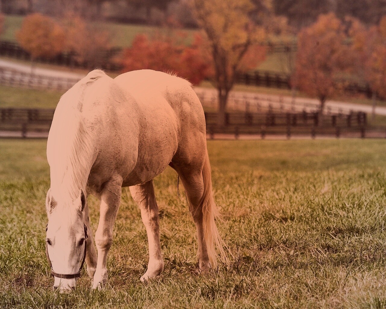 Красивая белая лошадь обои
