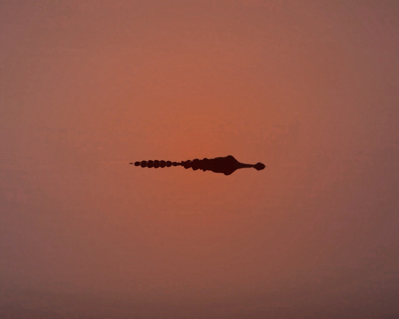 Алигатор обои