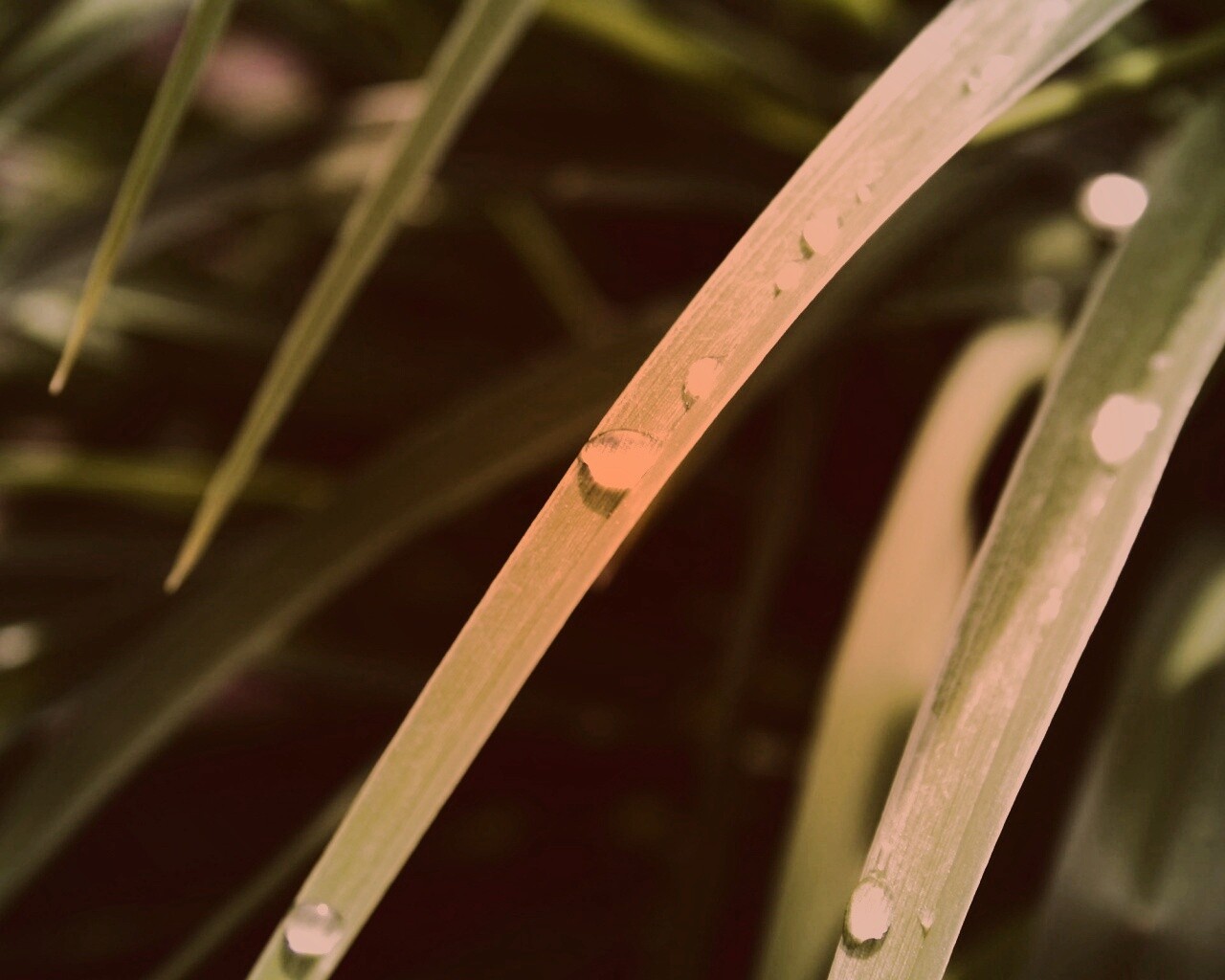 Капли росы на траве обои