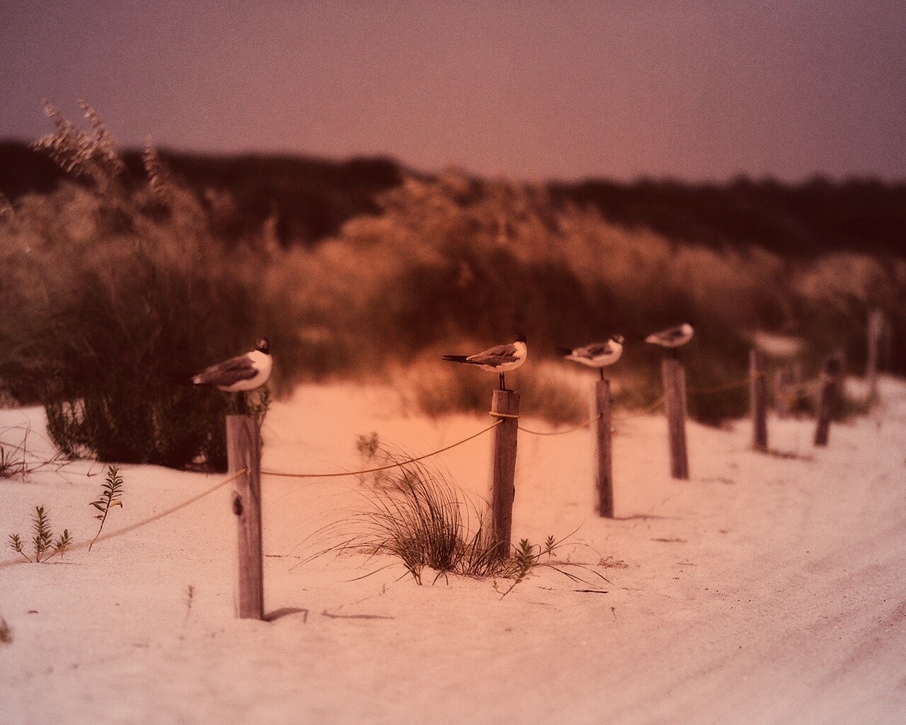 Птички на столбиках обои