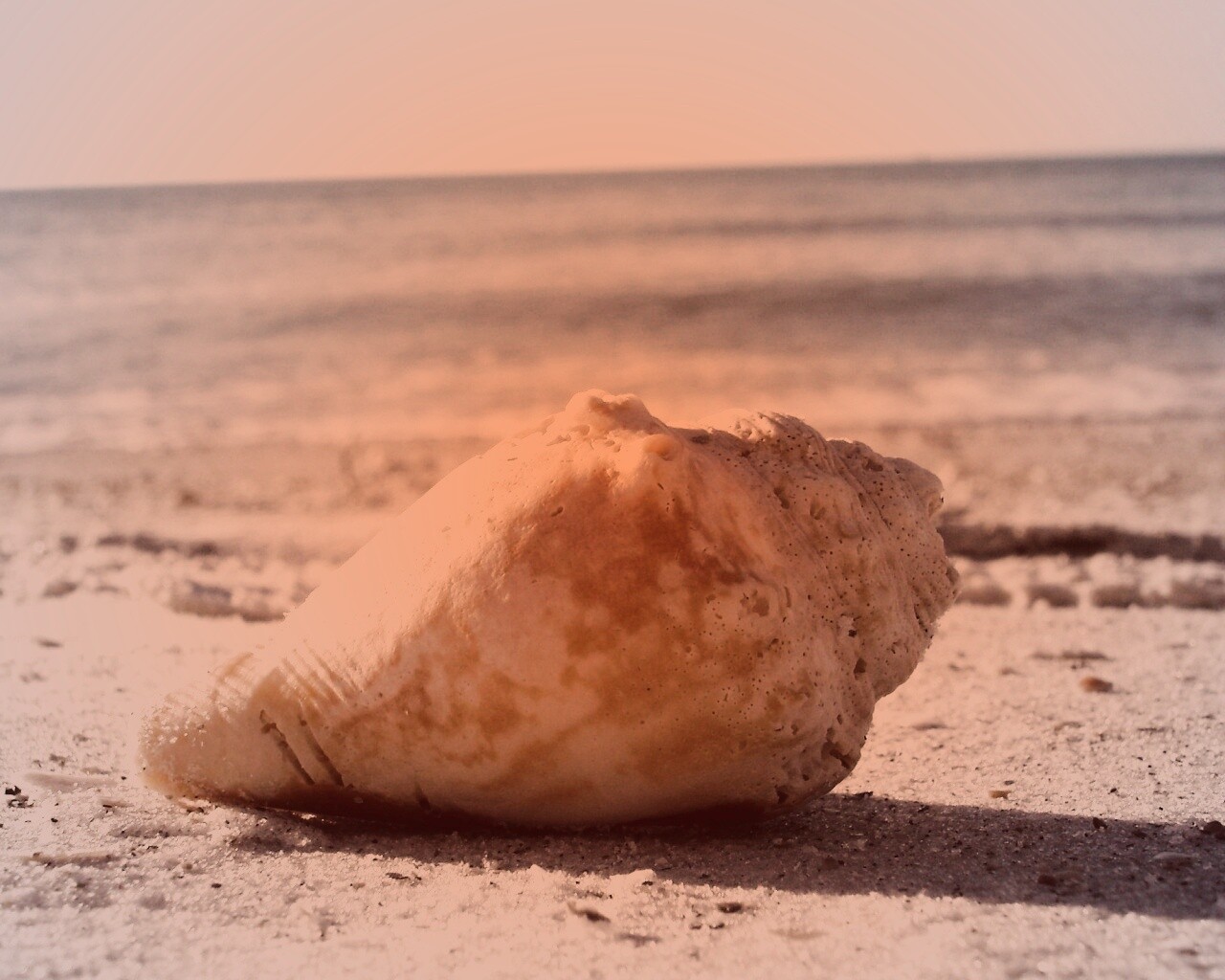 Морская раковина на пляже обои