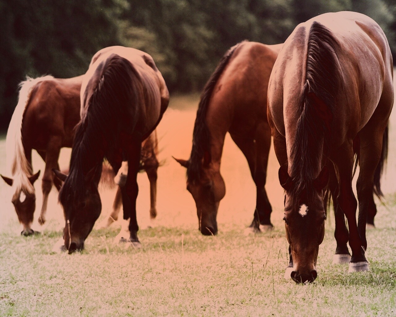 Время пощипать травку обои