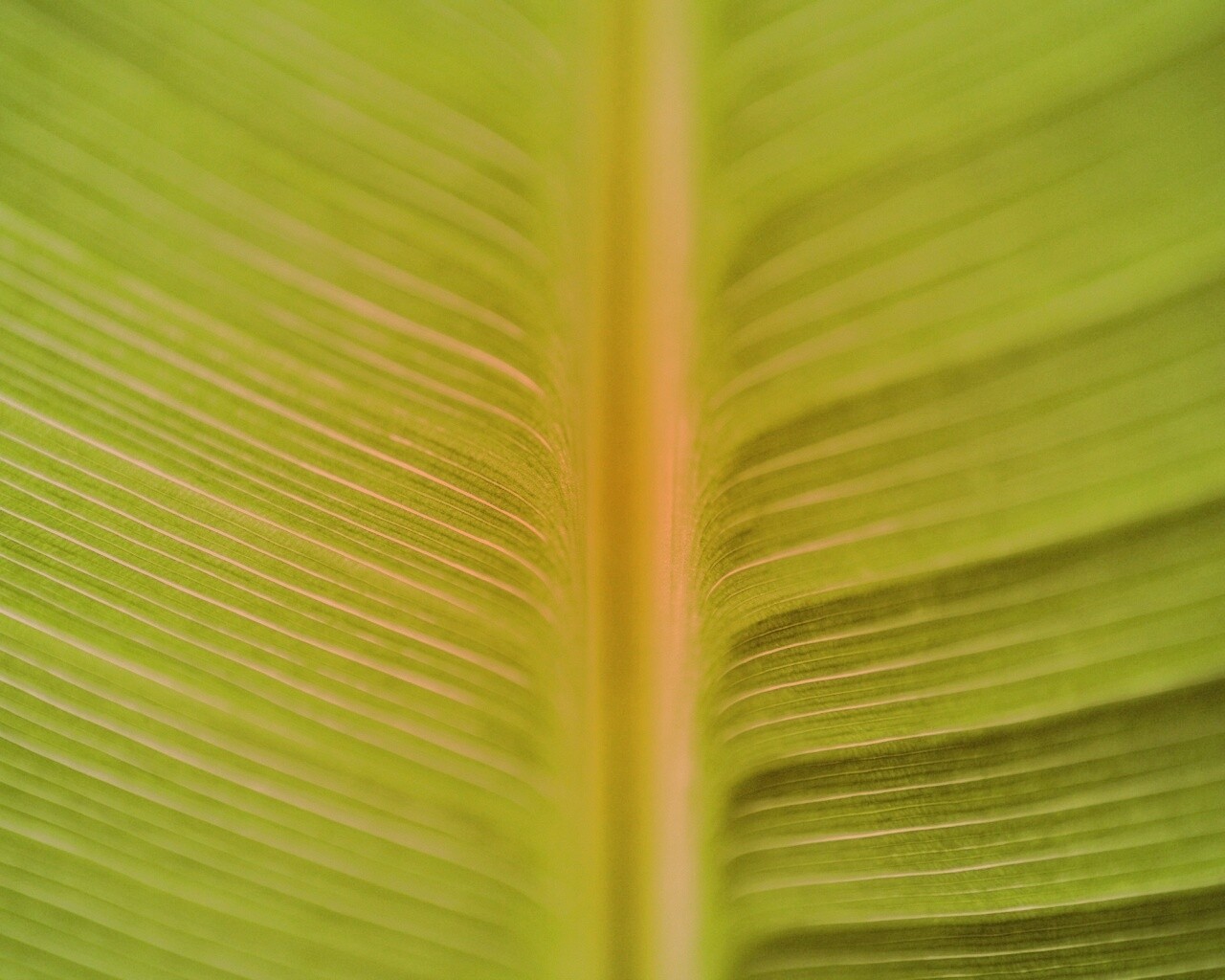 Макро фото листа обои