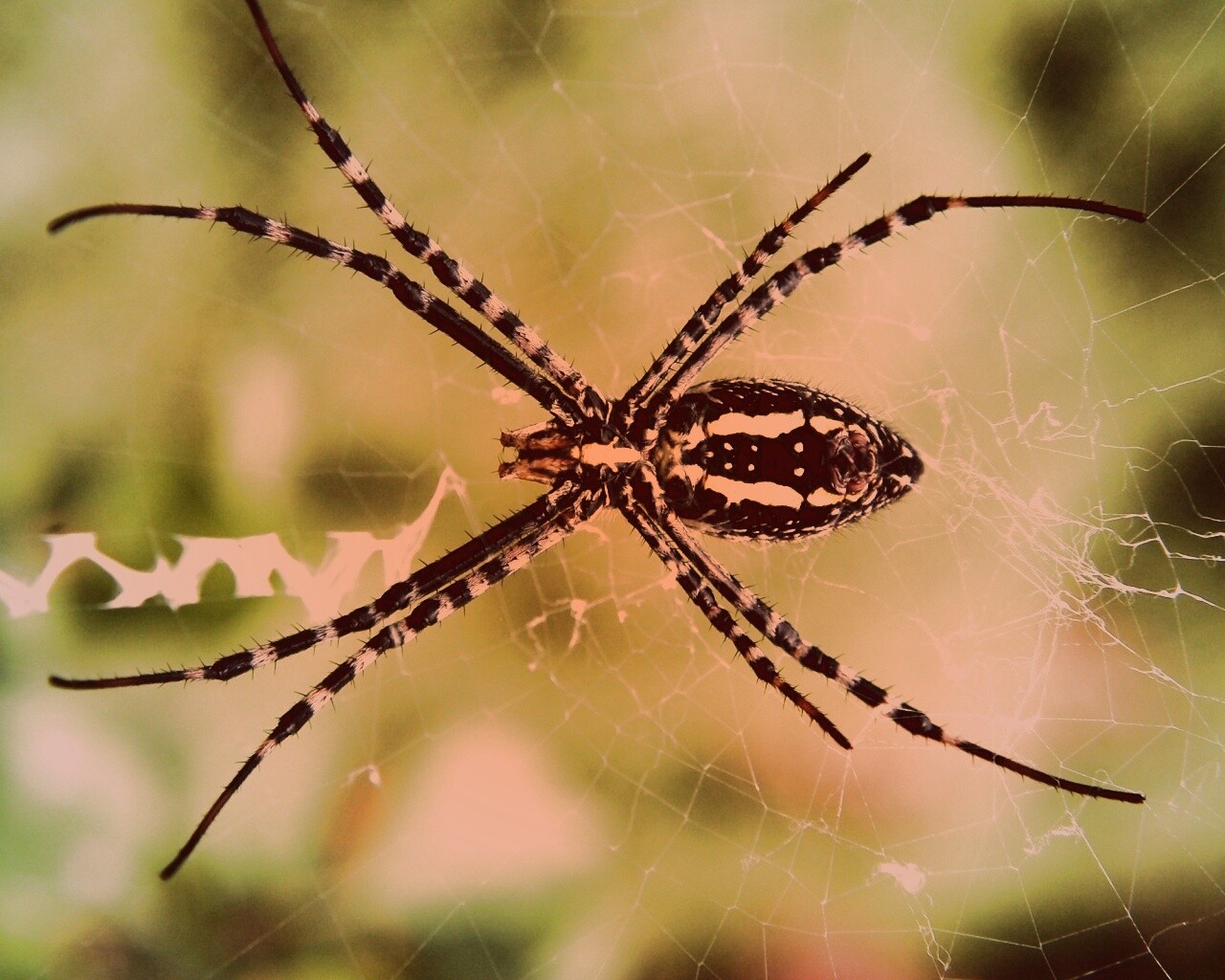 Огромный паук обои