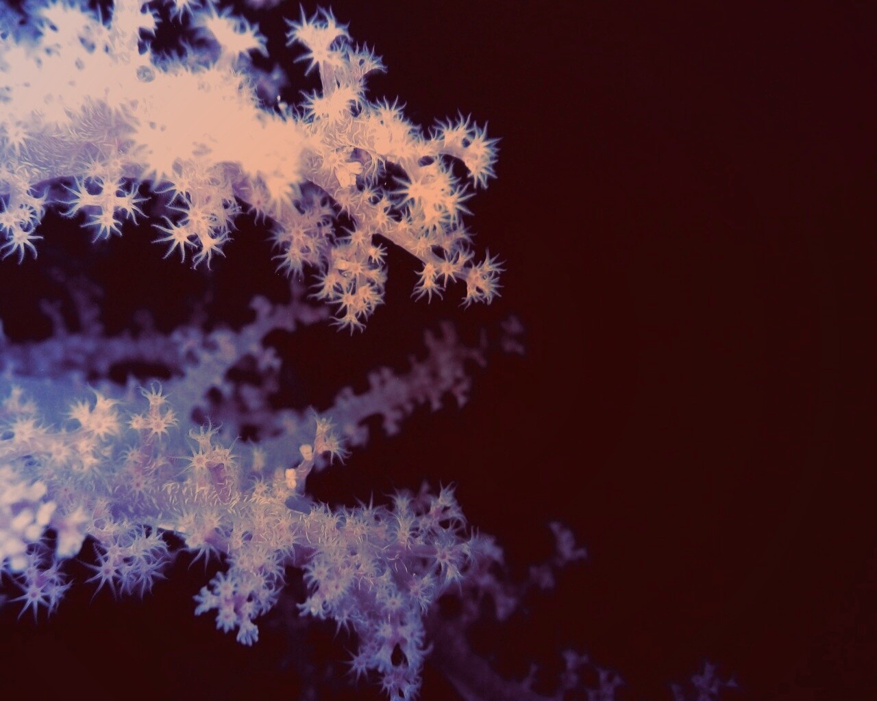 Кораллы обои