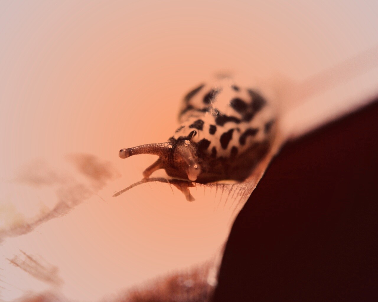 Ползущая улитка обои