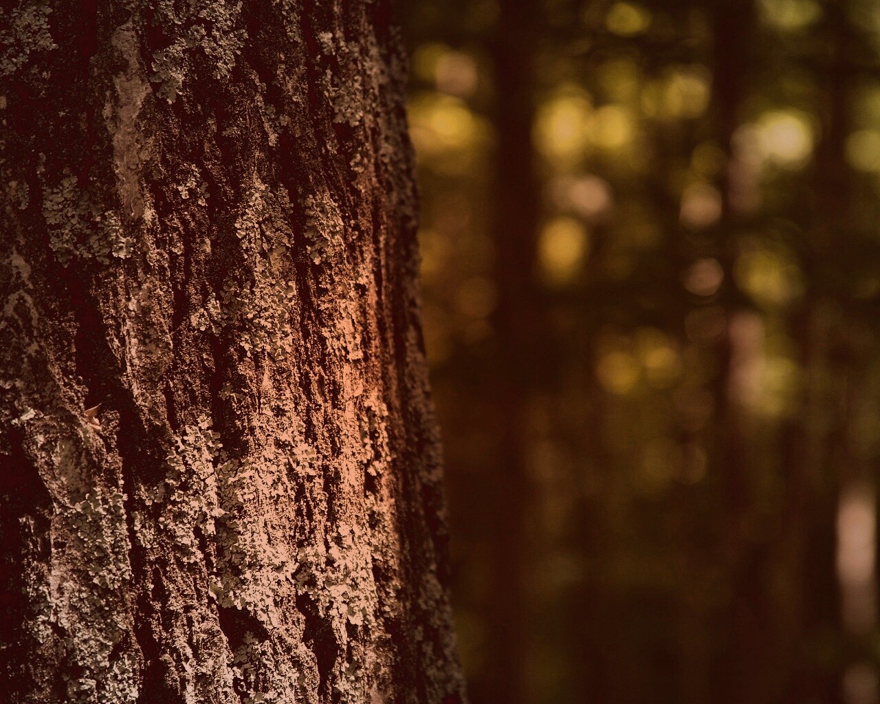 Ствол дерева обои