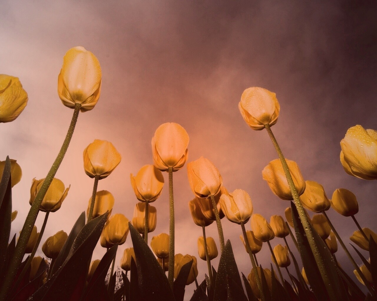 Жёлтые тюльпаны обои