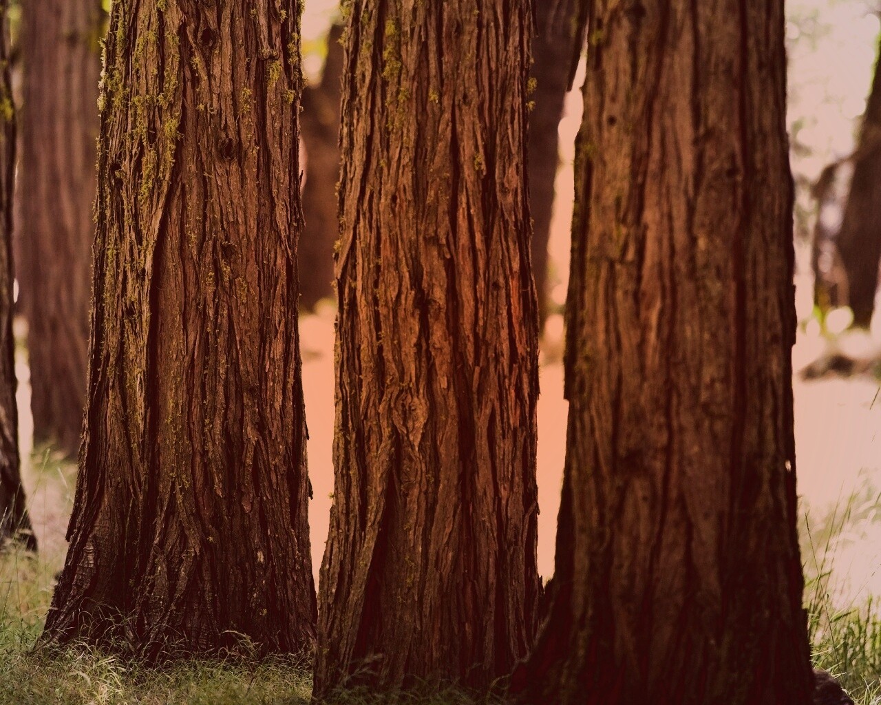 Стволы деревьев  обои