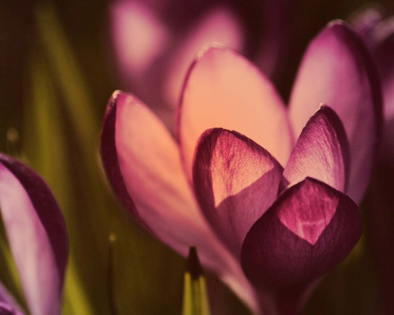 Фиолетовый крокус обои