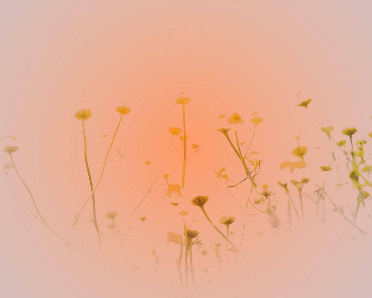 Цветочное лето обои