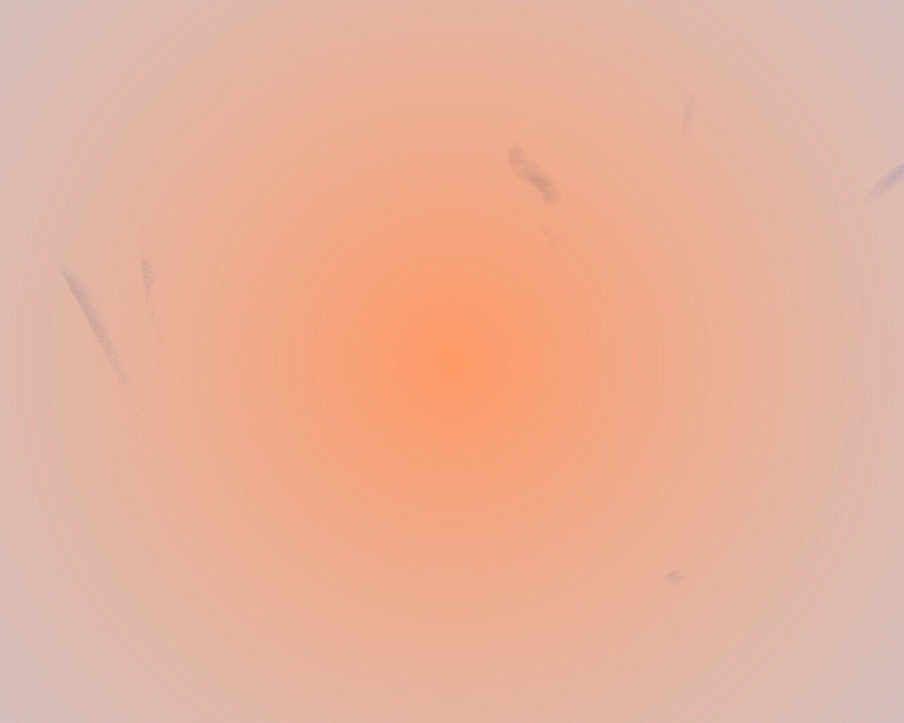 Белые лепестки обои