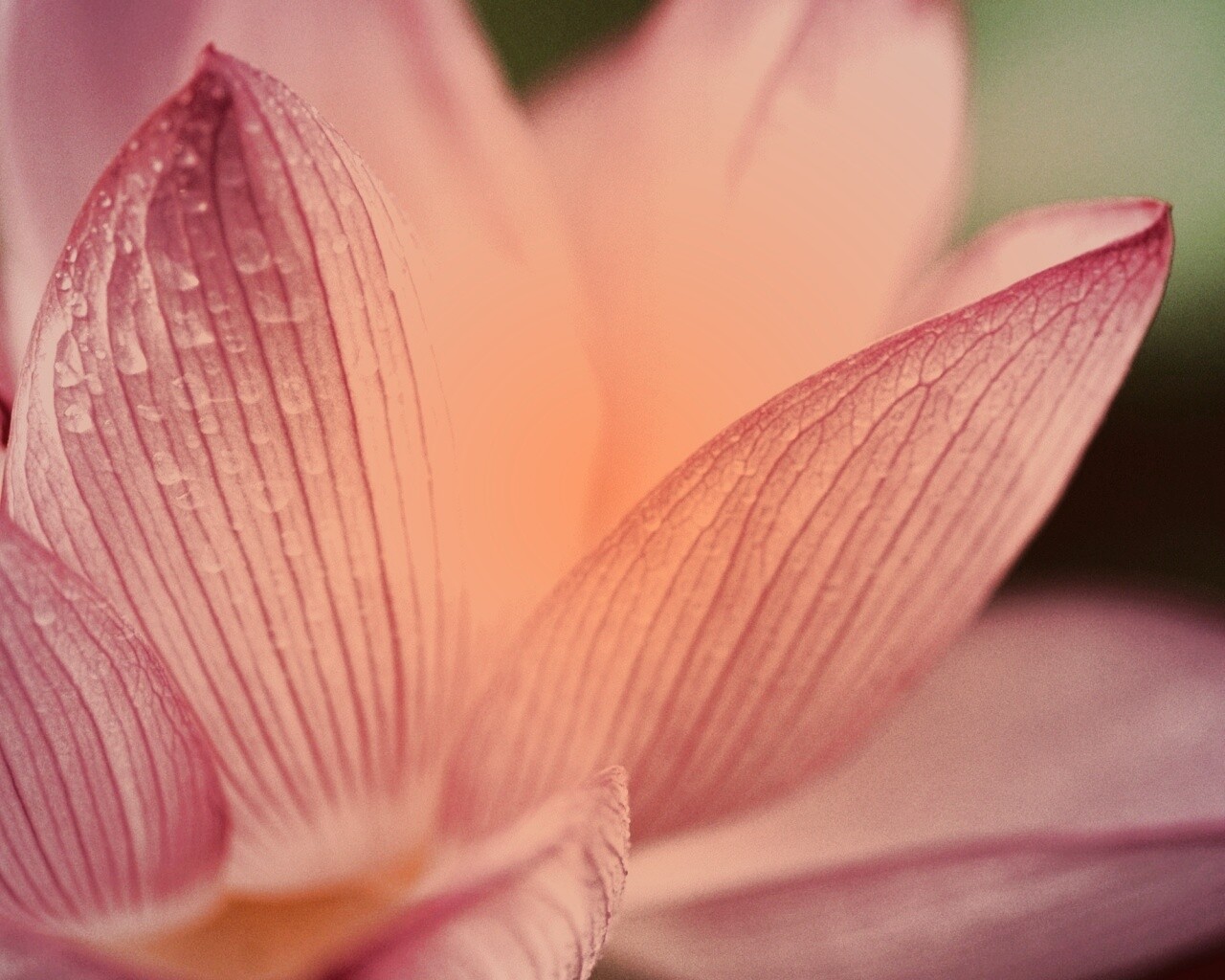 Лепестки цветов обои