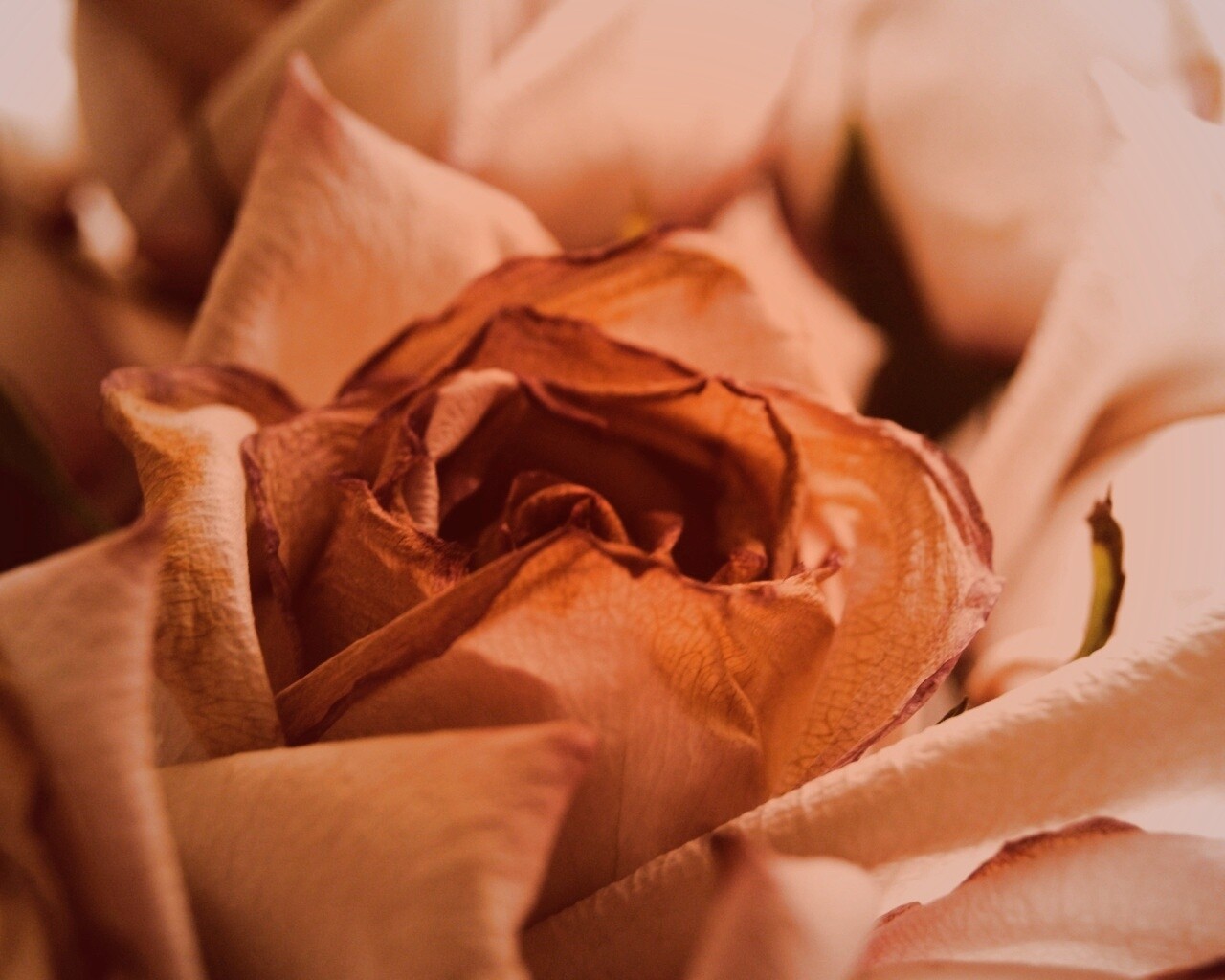 Увядающая роза обои