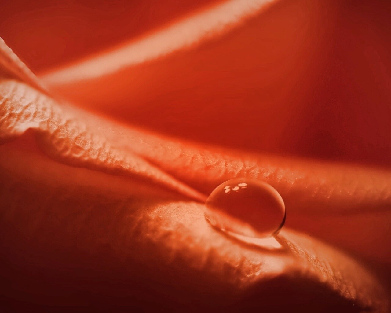 Капелька обои